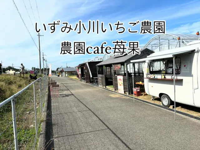 いずみ小川いちご農園🍓農園cafe苺果

久しぶりの青ハウス前での営業でしたが、暖かくて良いお天気でしたので、沢山のお客様にお越し頂き、ありがとうございました🙇🏻‍♀️

お客様の少ないシーズンも続けていると、リピートのお客様も少しずつお越し下さる様になり、本当に有り難く、ご期待に添える様に頑張ります❗️

今日は、予告する程には無かったので、お知らせしませんでしたが、少し採りたての完熟苺🍓をお求め頂けました❣️
これからは、ほんの少しだけ、週末に販売出来るかも⁈です。
12月1日は、和泉市の農業祭（和泉中央）にキッチンカーで出店しますので、山のキッチンカーの営業はありませんので、ご注意お願い致します。🙇🏻‍♀️

今年は焼き芋🍠ジェラートの販売が出来ません。さつま芋が全部イノシシ🐗にやられてしまいました。楽しみにお待ち下さいましたお客様には、申し訳ありません🙇🏻‍♀️
今年は、期間限定で摘みたて完熟苺のクレープ、シフォンケーキandジェラート、フレッシュ苺パフェを用意してお待ちしています。

#いずみ小川いちご農園#農園cafe苺果#ベリープラント喜平#青ハウス#秋の収穫体験#ぐるグルメフェア#べっぴんさんいちごのチーズケーキ#苺スイーツ#いちご直売#完熟苺#シフォンケーキ#クレープ#スムージー#いちごミルク#山羊のいる農園#外のカフェ#和泉市カフェ#大阪和泉市