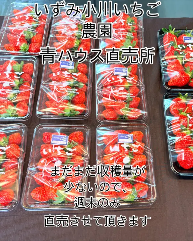 いずみ小川いちご農園🍓青ハウス直売所

本日、早速いちご🍓を求めて、山の農園青ハウス直売所まで、お越し頂きありがとうございました🙇🏻‍♀️

明日の収穫は今日よりも少なくなります。
まだまだ、一部しかなっていませんので、週末に合わせて収穫、直売させて頂きます。

今年は、実の出来具合がかなりばらついていまして一斉に出て来ておりません。
徐々に少しずつのスタートとなりますが、新たないちご🍓シーズンが始まりました❗️
今シーズンも宜しくお願い致します🙇🏻‍♀️

#いずみ小川いちご農園#青ハウス直売所#ベリープラント喜平#いちご#いちご直売#完熟苺#農園cafe苺果#秋の収穫体験#外のカフェ#ぐるグルメフェア#べっぴんさんいちごのチーズケーキ#山羊のいる農園#和泉市カフェ#大阪和泉市