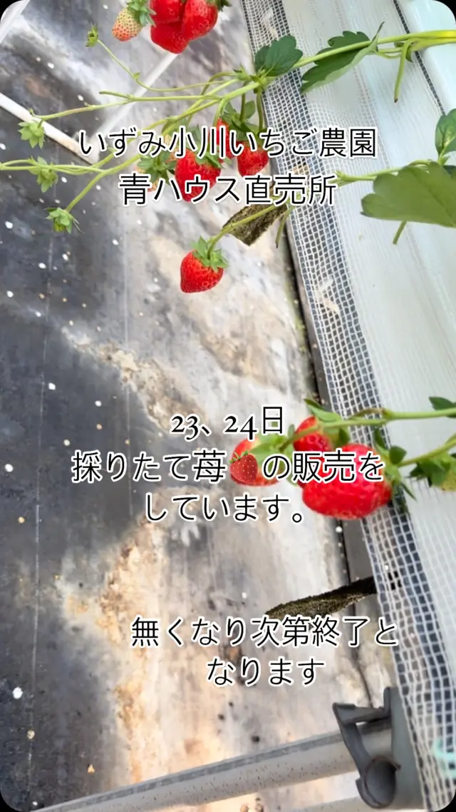 いずみ小川いちご農園🍓青ハウス直売所

23、24日
かおりのが殆どですが、完熟苺🍓の販売をさせて頂きます。
まだまだ収穫量が少ないので、無くなり次第終了となります。

農園cafe苺果では、採りたて苺のパフェやクレープ、シフォンケーキandジェラート、ブルーベリーヨーグルトスムージー等の秋メニューを用意してお待ちしています❣️

12月1日、和泉市農業祭に農園cafe苺果のキッチンカーが出店しますので、
30日、12月1日の二日間は農園での営業をお休みさせて頂きます。
農業祭では、フレッシュ苺🍓を使ったメニューを準備しますので、直売所での苺の販売もお休みさせて頂きます。
12月1日はぐるグルメフェアの最終日となります。和泉中央での出店となりますので、是非お立ち寄り下さいませ❣️

＃いずみ小川いちご農園#農園cafe苺果 #青ハウス直売所 #ベリープラント喜平#和泉市農業祭#完熟苺#いちご#いちご直売#いちごスイーツ#いちごクレープ#べっぴんさんいちごのチーズケーキ#外のカフェ#和泉市カフェ#大阪和泉市